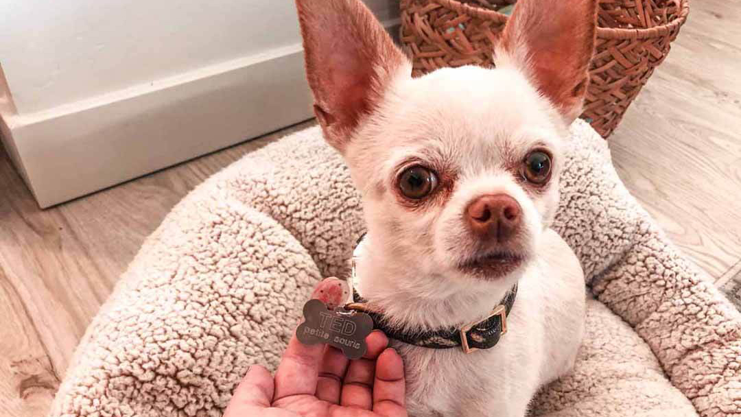Engrave custom charms and dog tags with Cricut Maker – Cricut
