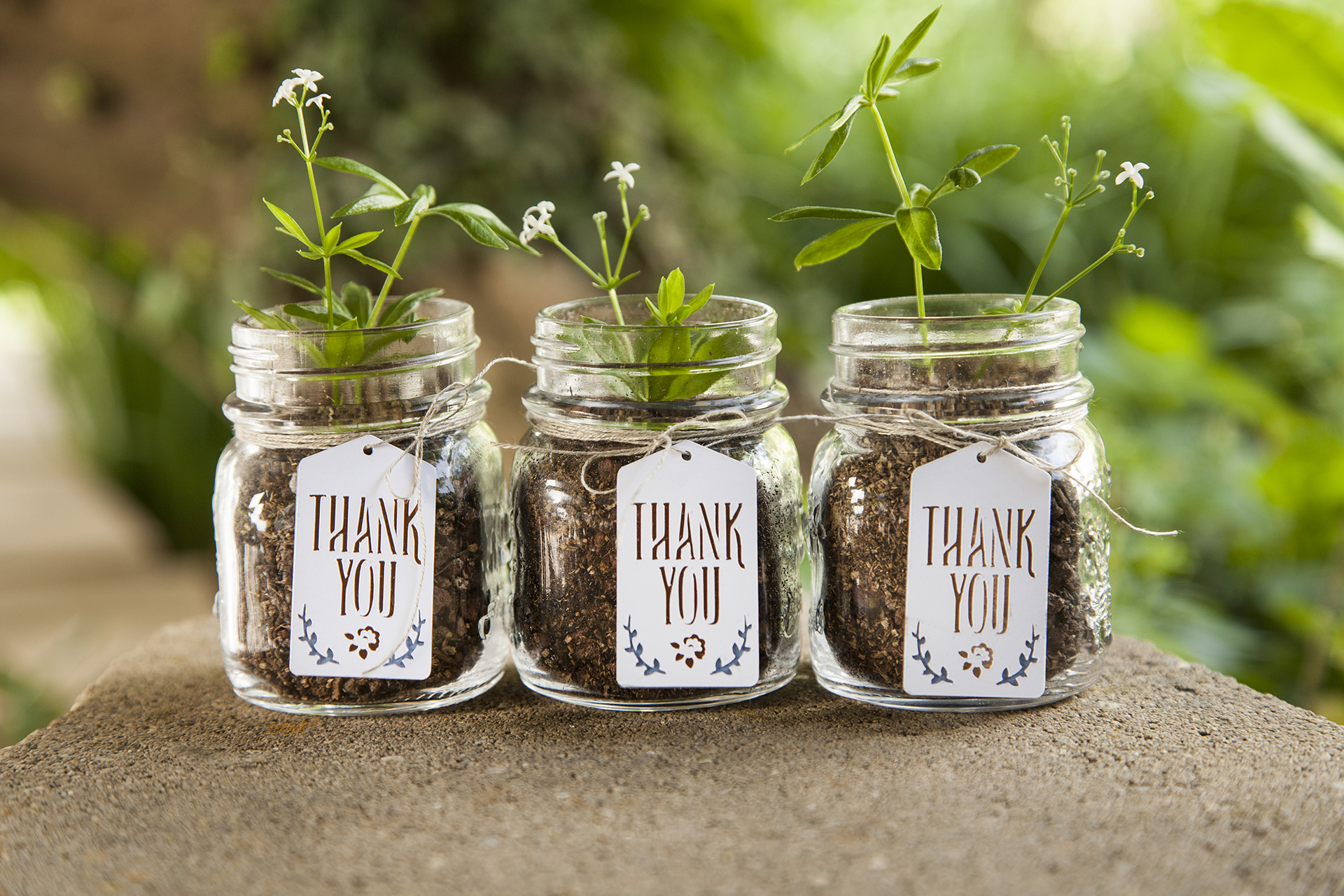Three glass mason jars with dirt and a plant inside that has a "thank you" tag on the front of each jar