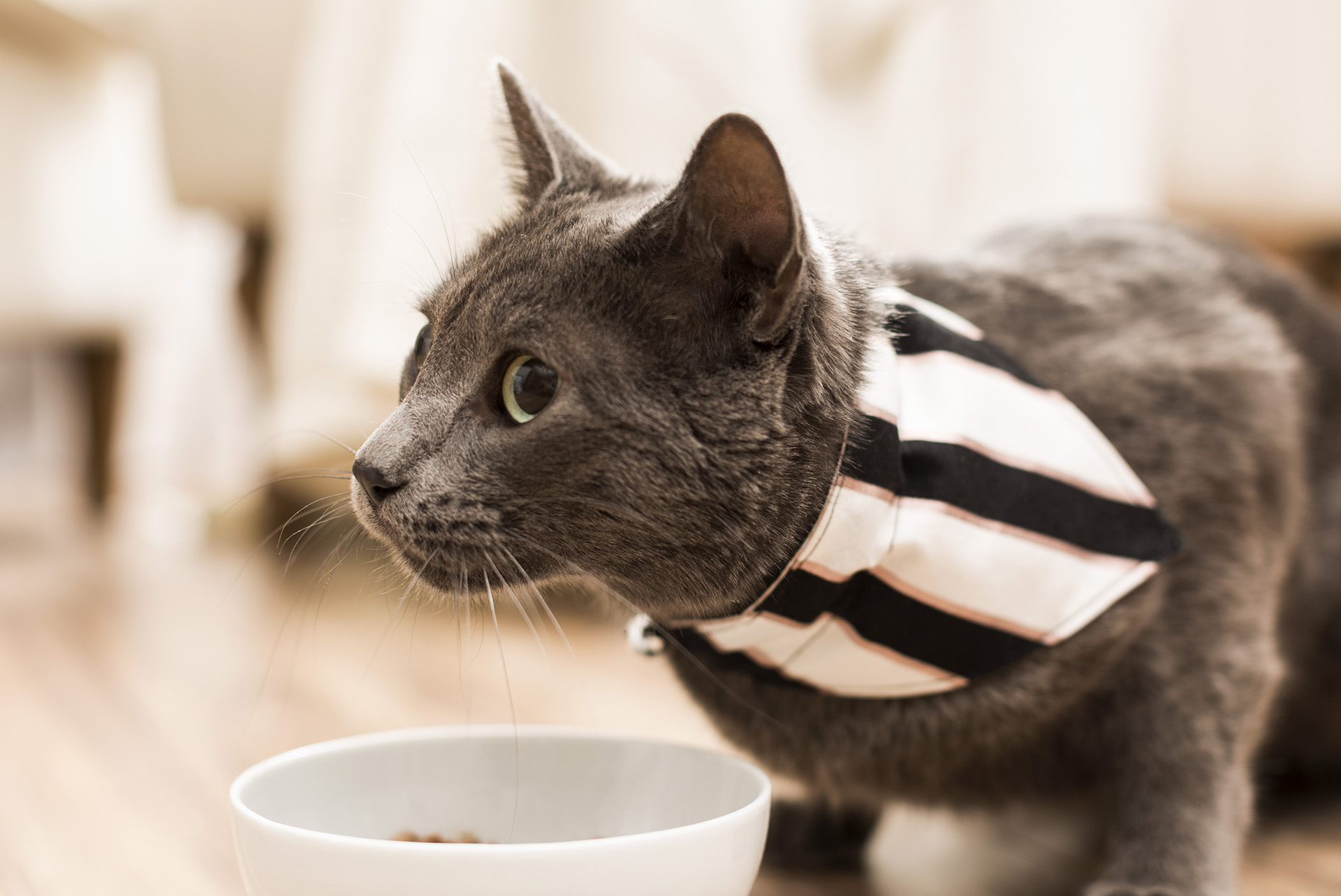 8 DIY-Ideen für Katzenfans mit Cricut
