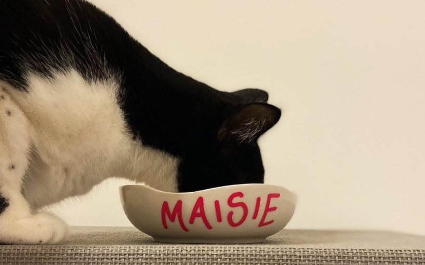 Personalised Cat Bowl Trends 2022