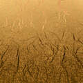 Premium Vinyl™ Textured Metallic - Permanent, Gold
